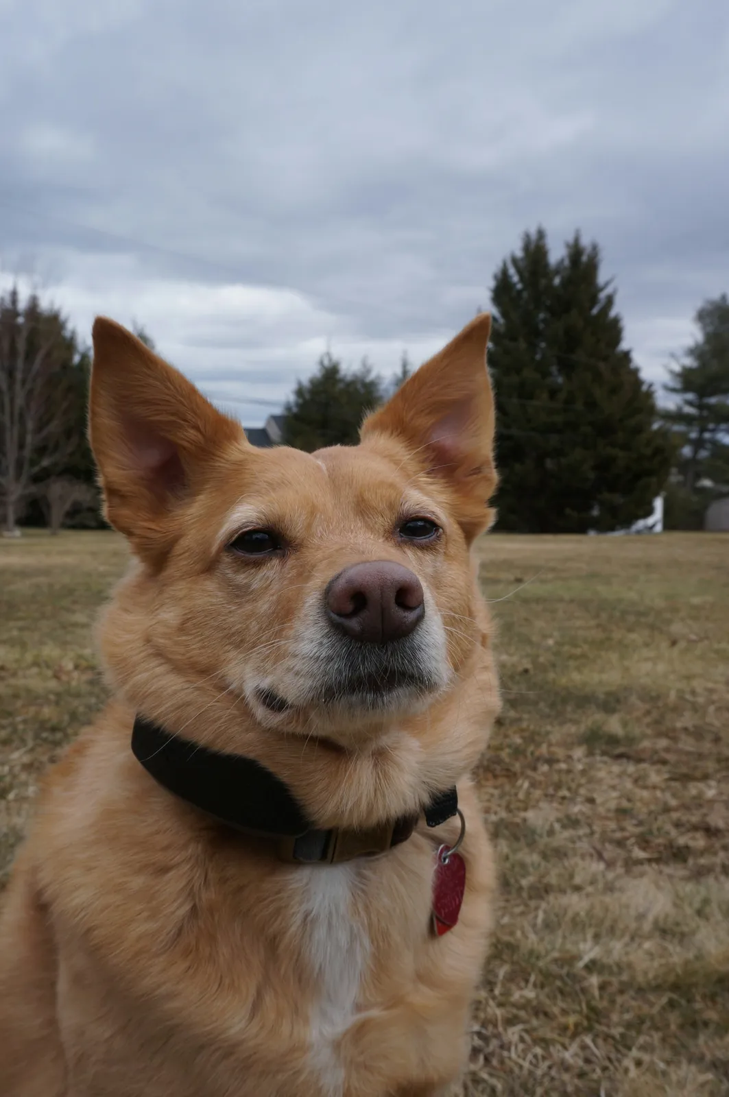 Un chien portant un collier se tient dehors
