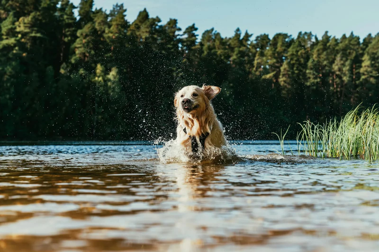 Un chien joue dans l’eau peu profonde d’un lac