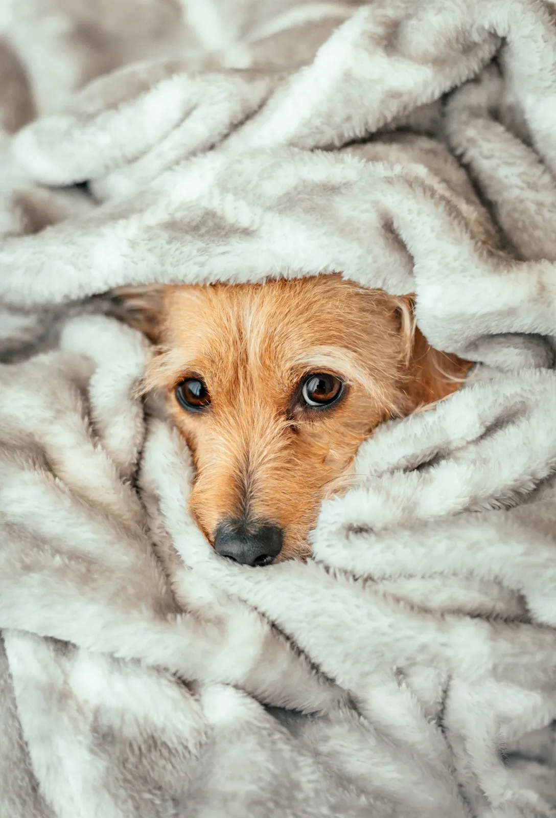 Un petit chien se cache sous une couverture