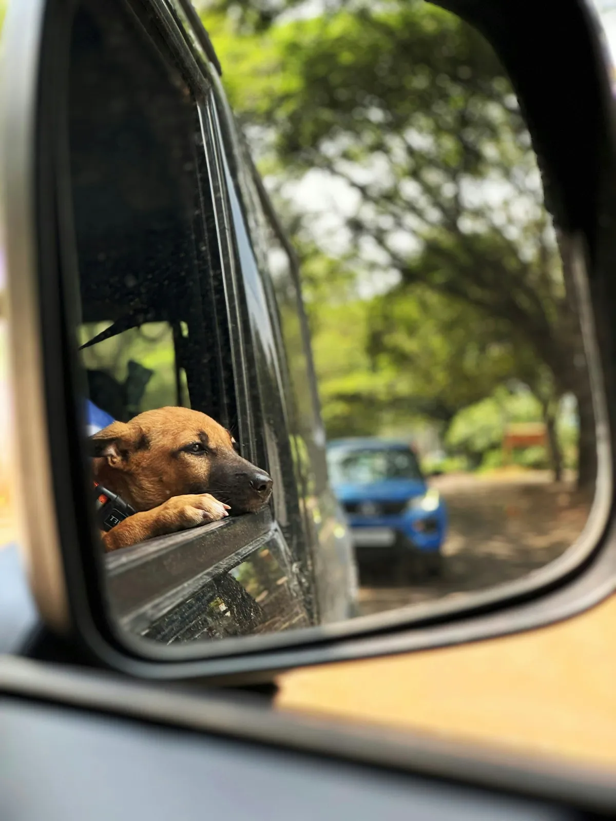Un chien regarde le paysage depuis une voiture pendant un trajet