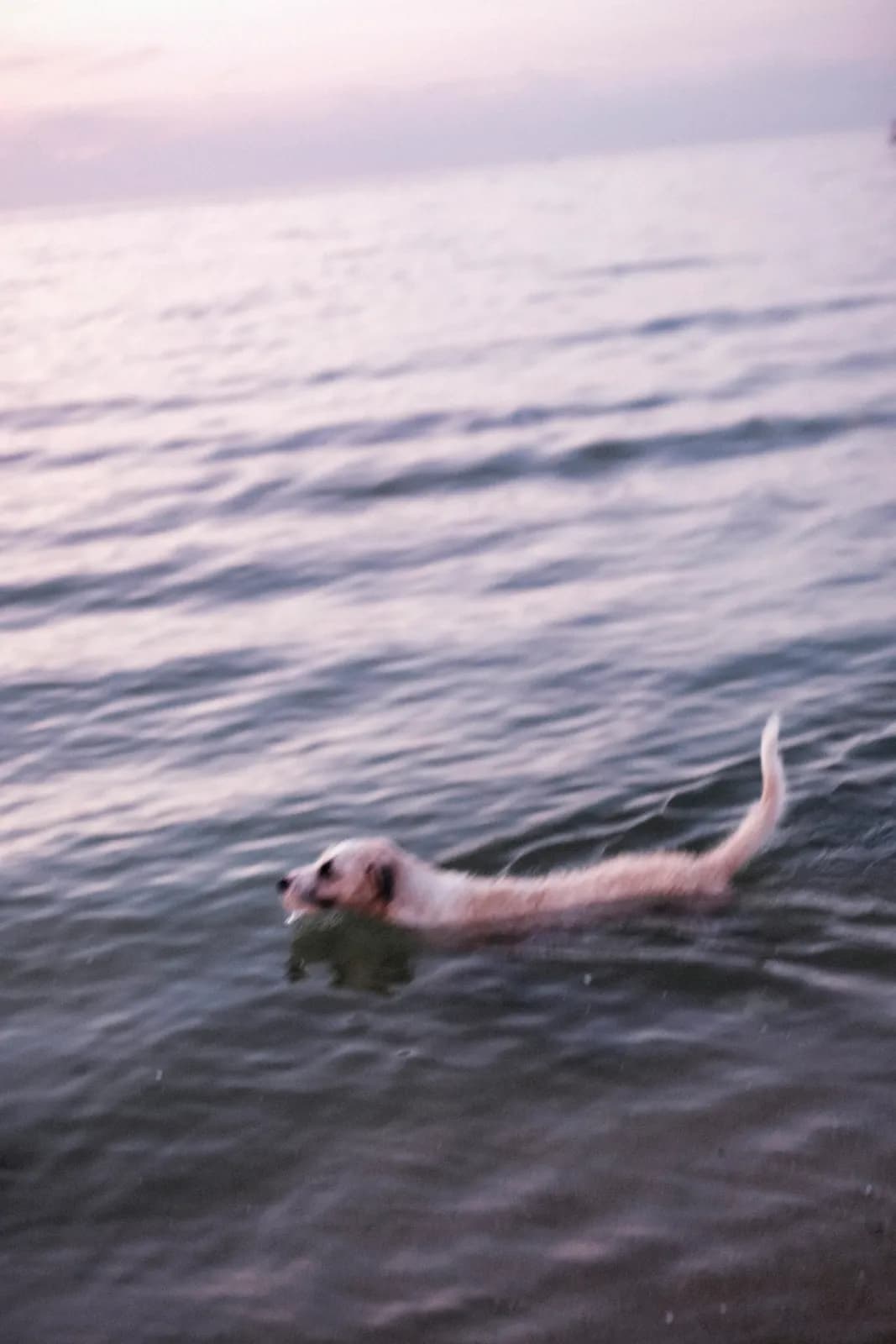 Un chien nage dans une mer calme