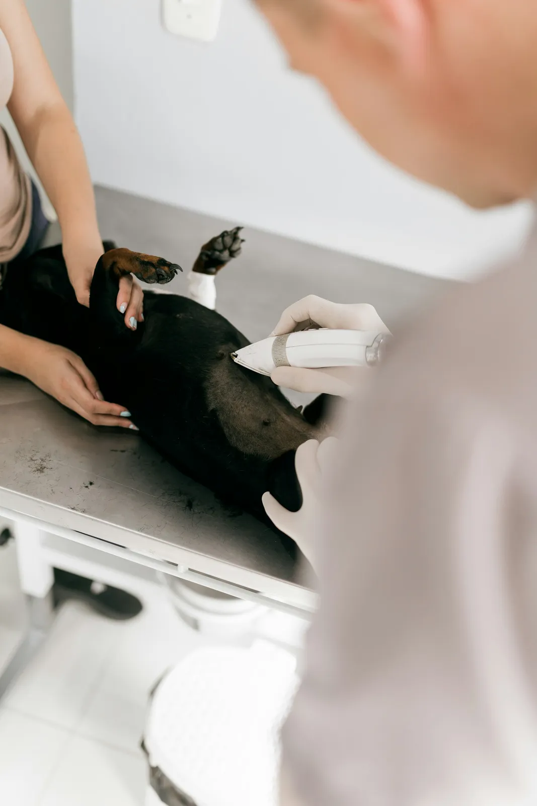 Un vétérinaire examine un chien dans une clinique