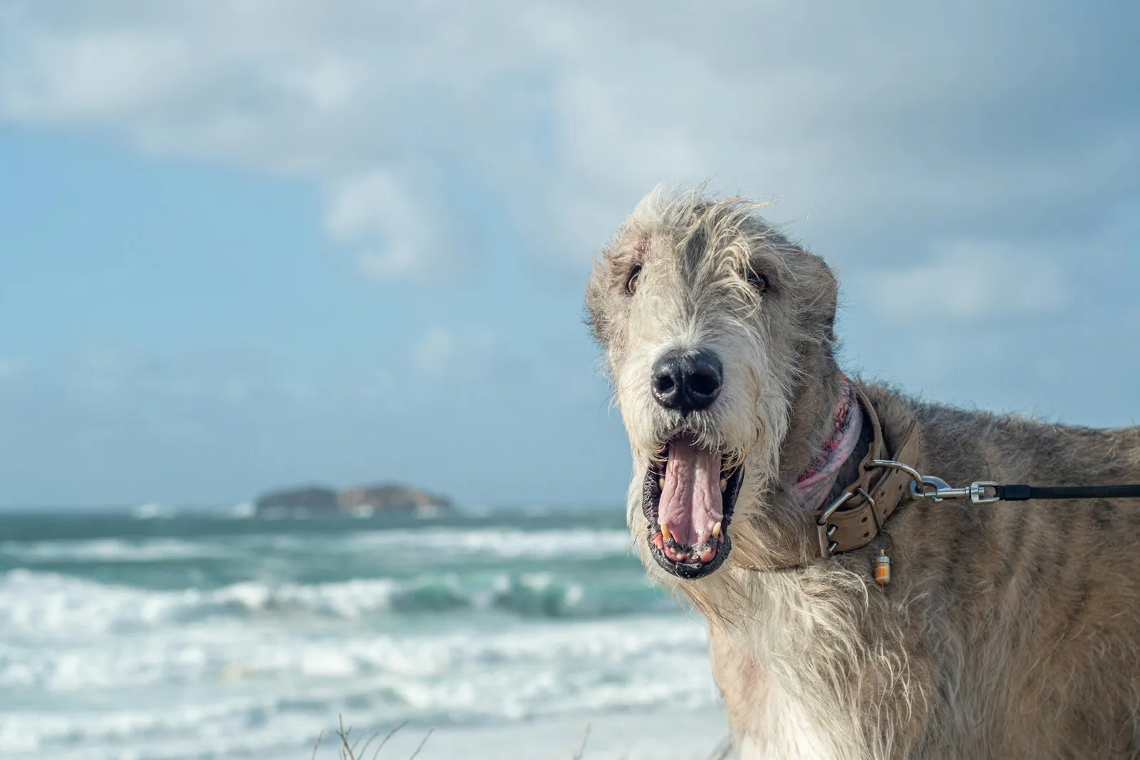 Un chien tenu en laisse se tient face aux vagues sur une plage